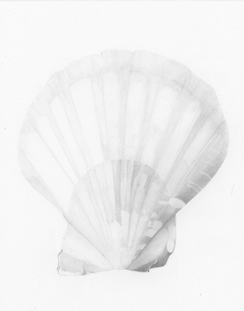 500x637 How To Draw A Seashell Step By Step