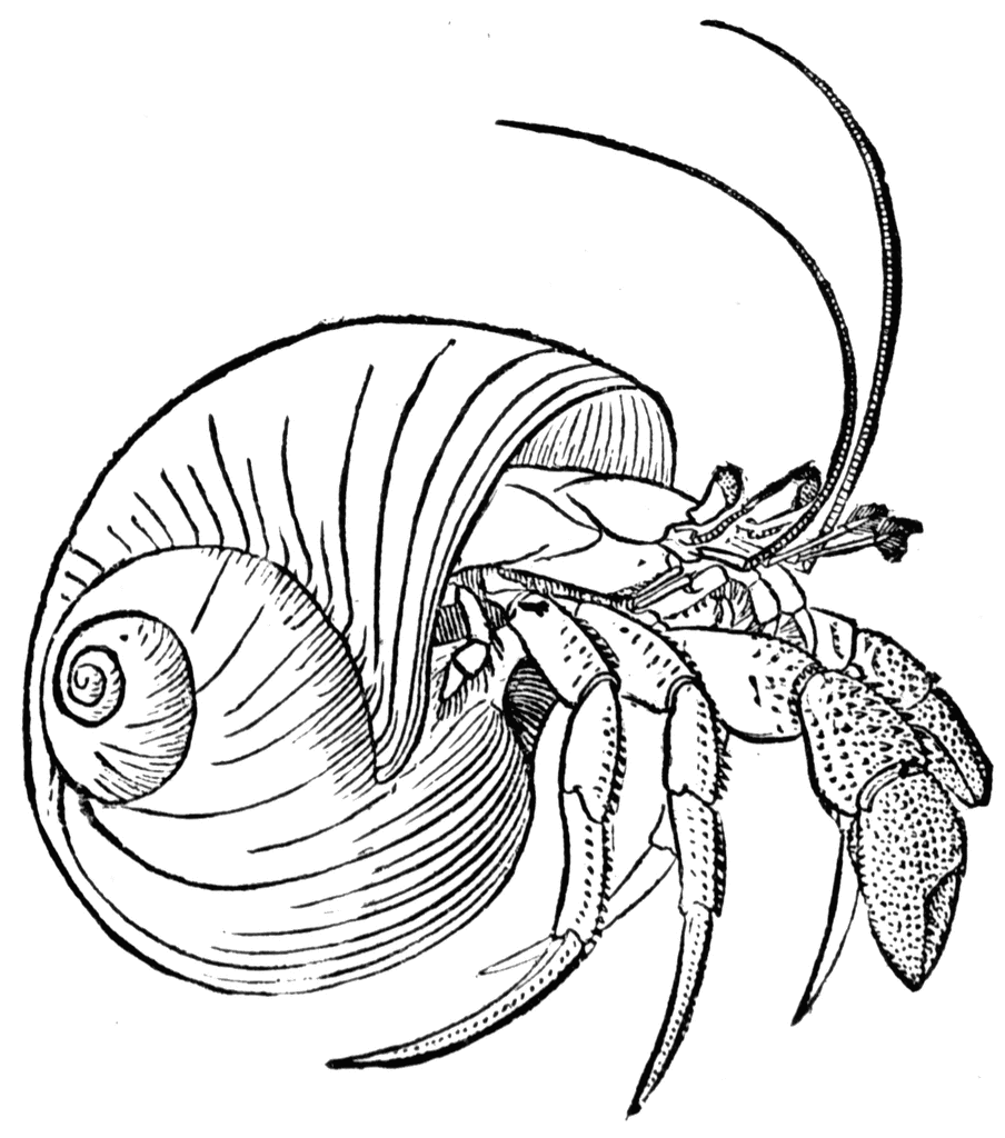 904x1024 Line Drawings Of Shells Hermit Crab Embroidery