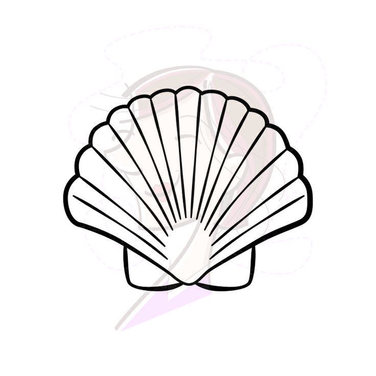 736x736 Seashell Small Drawing