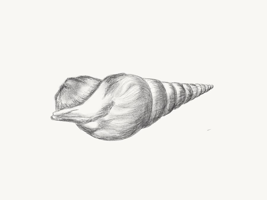 Seashell Pencil Drawing at GetDrawings | Free download