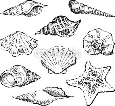 400x367 Best Photos Of Shell Art Sea Sketch