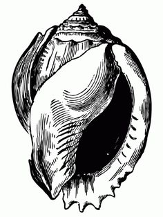 236x314 Conch Shell Drawing