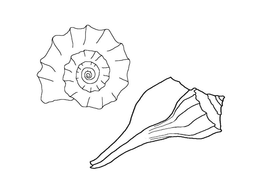 900x655 Seashells Coloring Pages