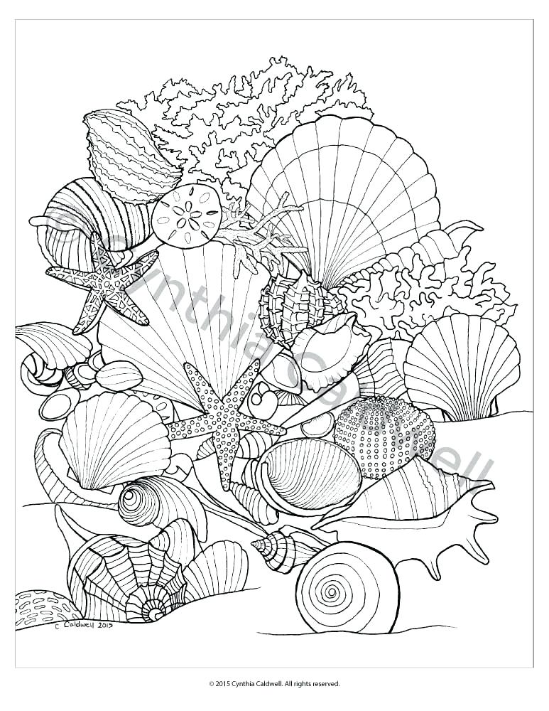 773x1000 Seashell Coloring Page Nzherald.co