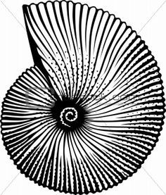 236x277 Drawn Shell Seashell
