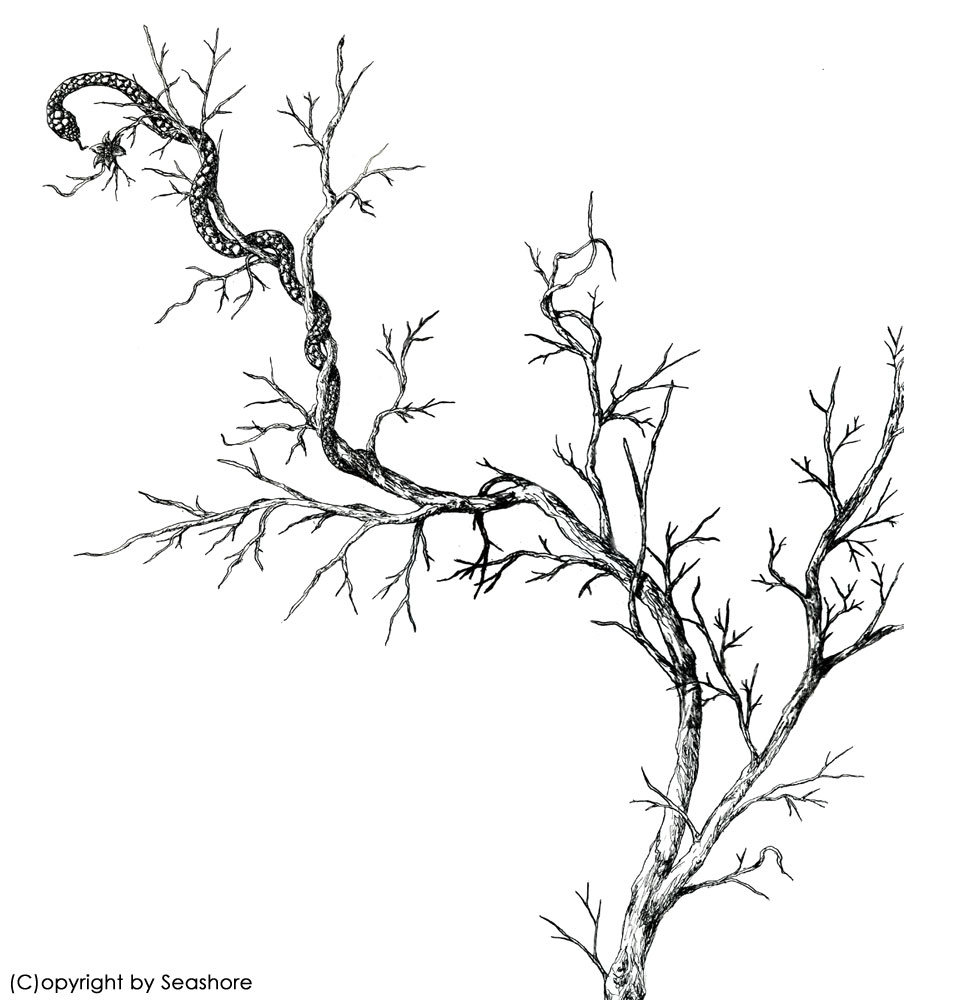 972x1000 Mother Branch By Seashore