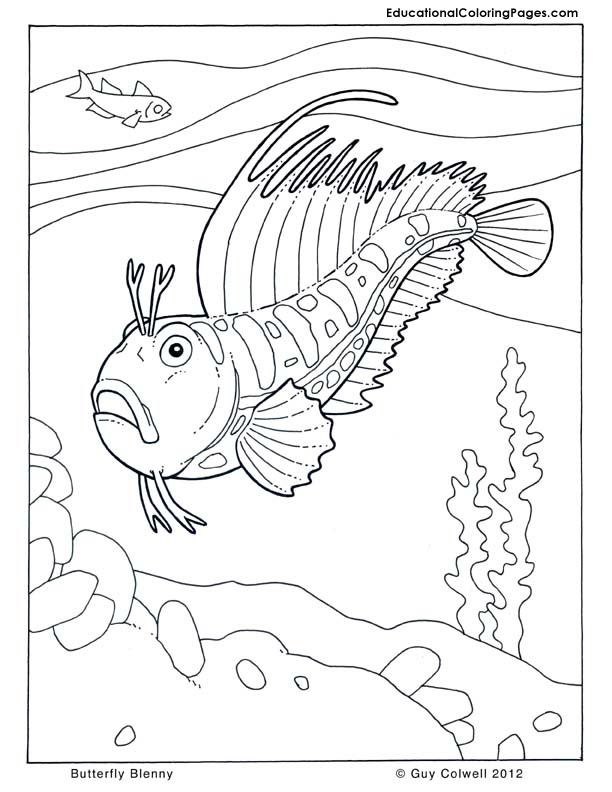 612x792 Sea And Seashore Book Two Animal Coloring Pages For Kids