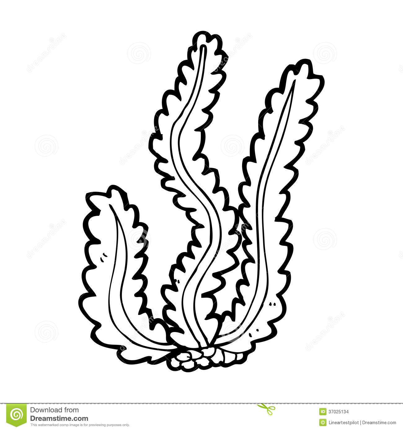 Seaweed Clip Art Black And White Sketch Coloring Page
