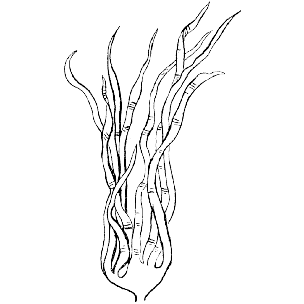 Seaweed Drawing at GetDrawings | Free download