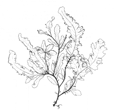 400x383 Seaweed Drawing