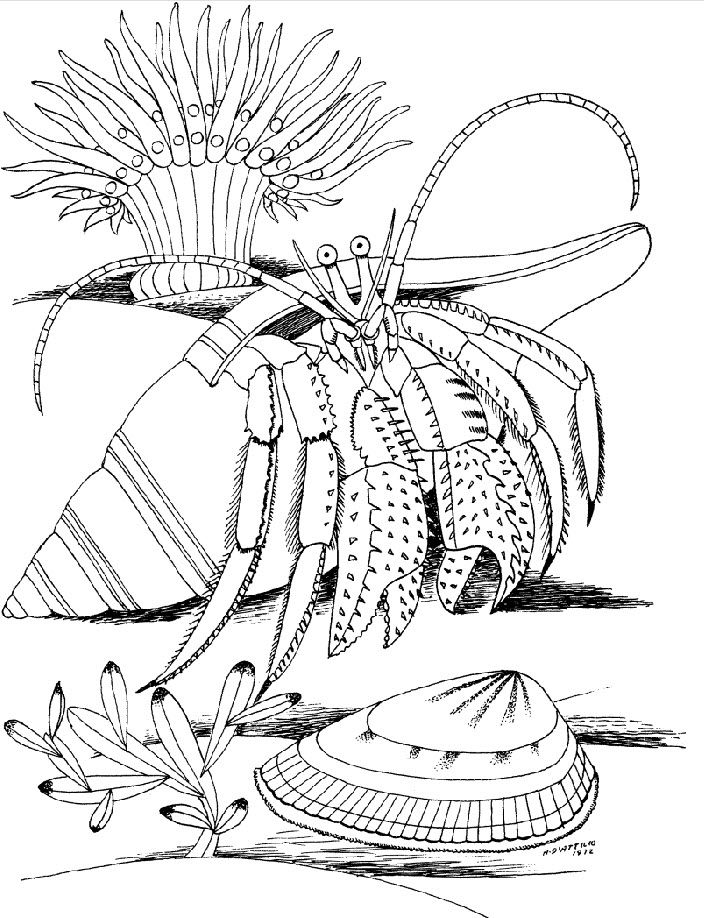 704x918 Hermit Crab Coloring Marine Life Coloring Pages