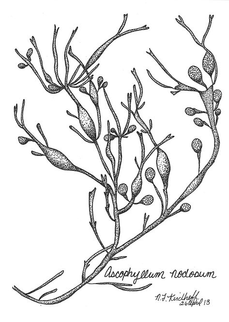 473x663 Image Result For Seaweed Tattoo Meaning Tattoo Ideas