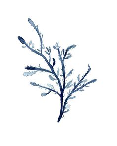 236x295 Blue Green Seaweed Watercolor Art Print 8x10 Inches Nautical