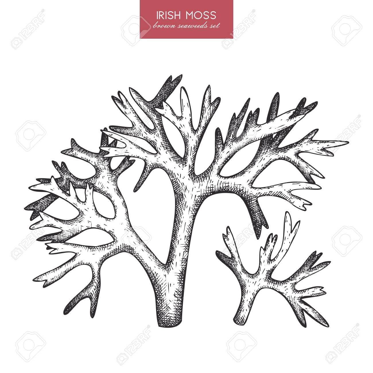 1300x1300 A Vector Sketch Of Hand Drawn Red Seaweeds