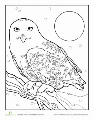 301x389 Snowy Owl Worksheet