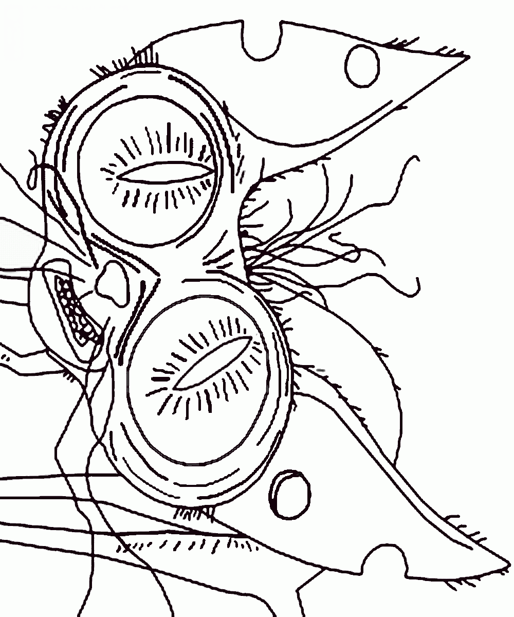 1000x1200 The Secret Life Of Pets Coloring Pages