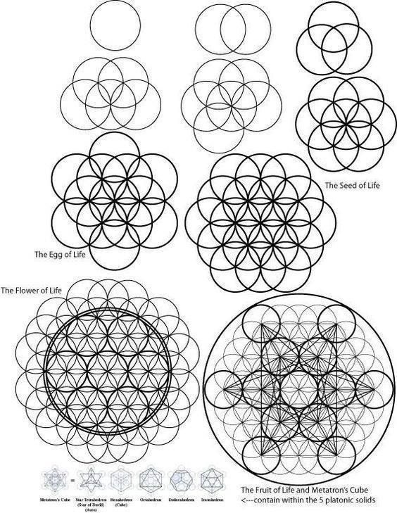 564x729 From The Seed To The Egg To The Flower Of Life, It's All Connected