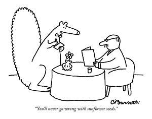 300x236 Sunflower Seed Drawings Fine Art America