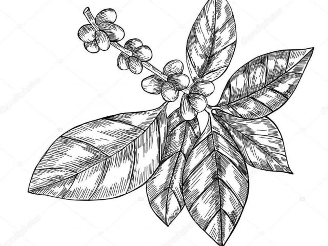 640x480 The Images Collection Of Natural Branch Coffee Bean Plant Drawing