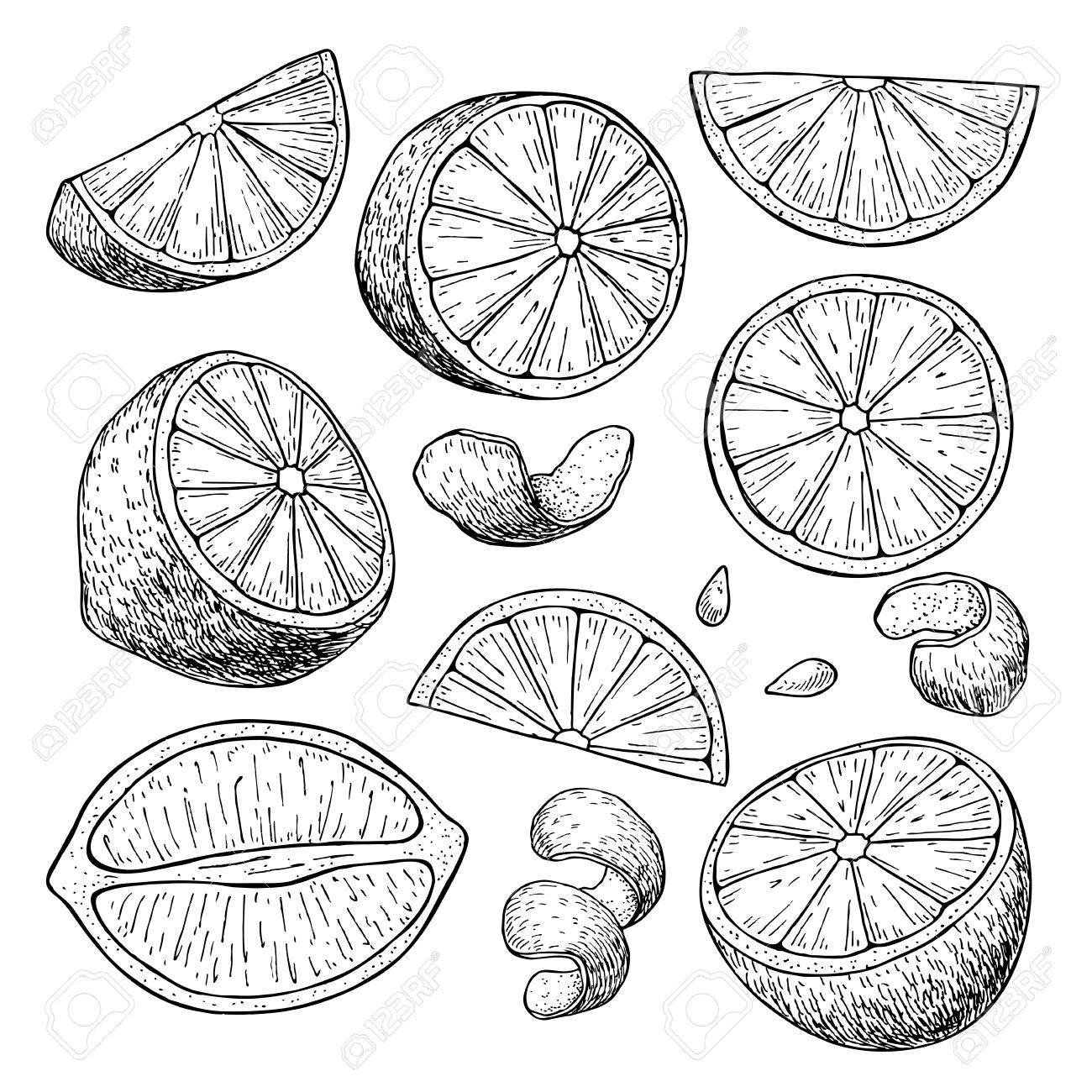 1300x1300 Vector Hand Drawn Lime Or Lemon Set. Whole Lemon, Sliced Pieces