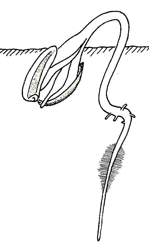 492x817 Biological Drawing. Sunflower Fruit Germination Stage 3. Resources