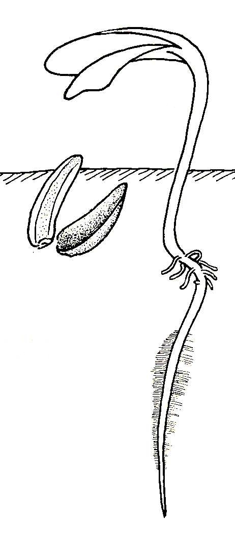 462x1067 Biological Drawing. Sunflower Fruit Germination Stage 4. Resources