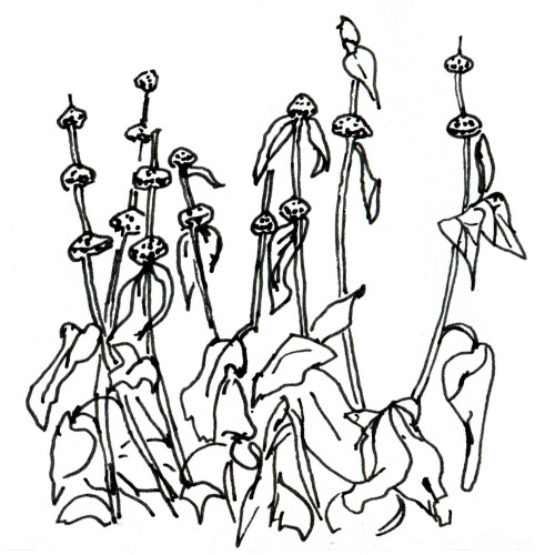 500x500 Caroline Wilson