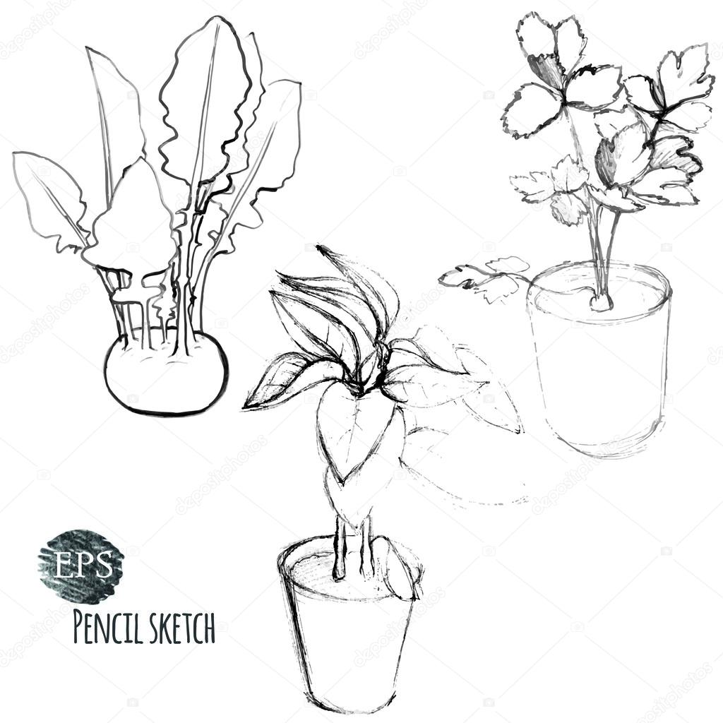 1024x1024 Kohlrabi Cabbage And Seedlings In Pots Stock Vector