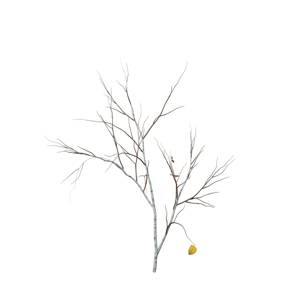 1200x1200 Paper Birch Seedling