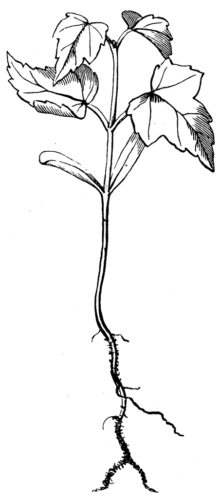 452x1024 Red Maple Seedling Clipart Etc