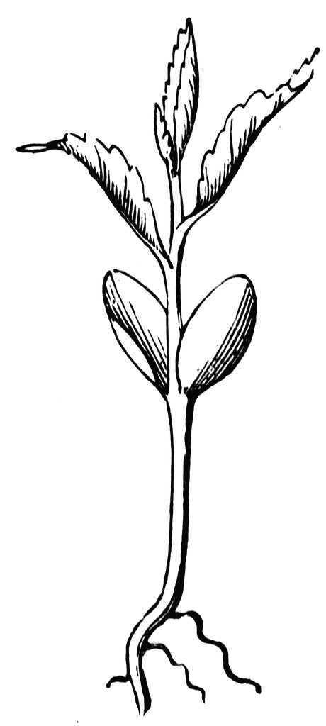 460x1024 Seedling Clipart Etc