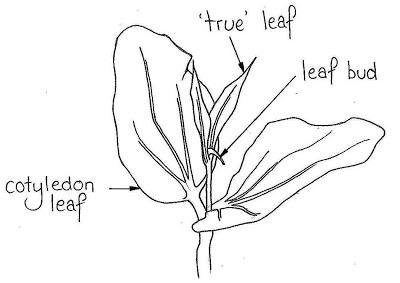 400x283 Tree Seeds April 2010