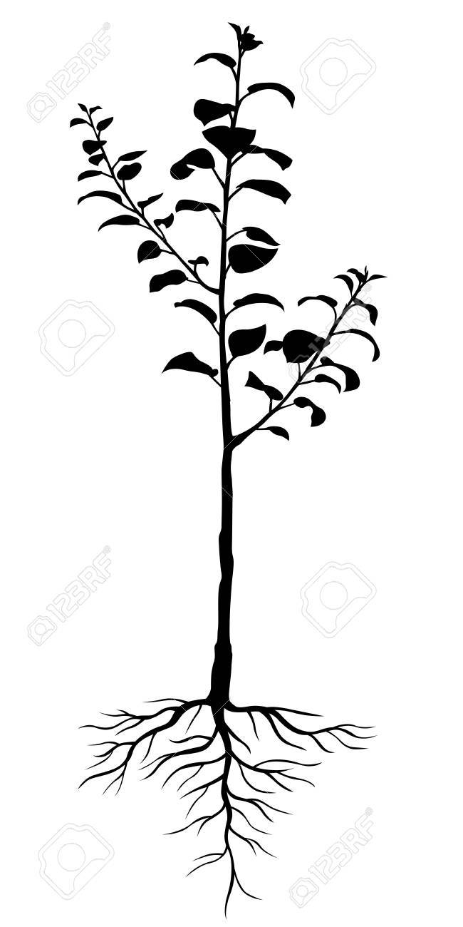 650x1300 Vector Illustrations Of Silhouette Two Year Seedling Apple Trees