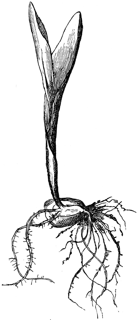 443x1024 Cotyledon Of A Maple Clipart Etc