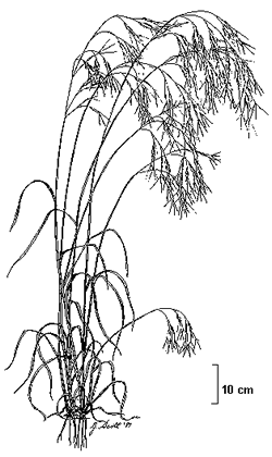 250x420 Drawing Of Feathertop Wire Grass