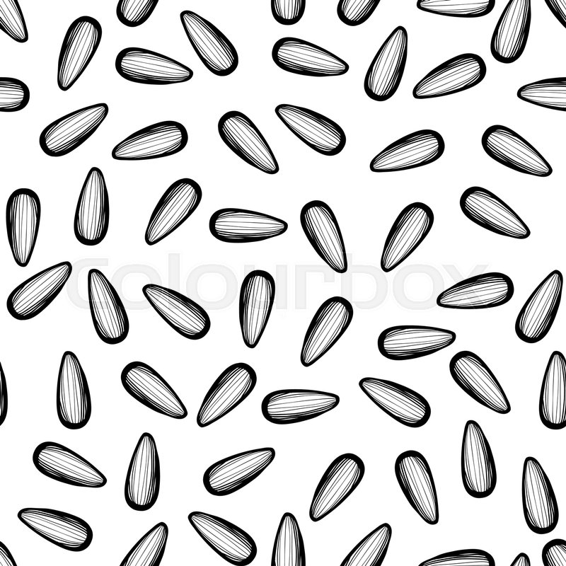 800x800 Hand Drawing Seamless Pattern With Sunflower Seeds On White