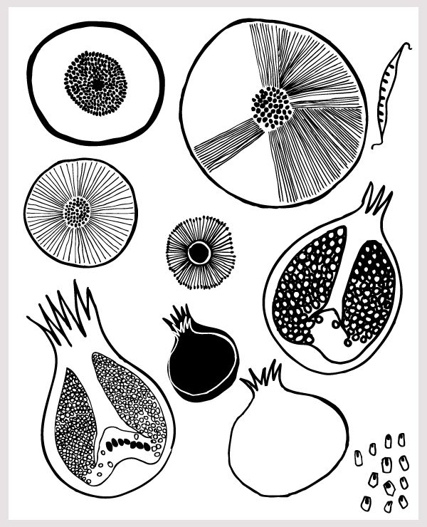 600x740 14 Best Plant Amp Seed Images Images On Botany, Cactus