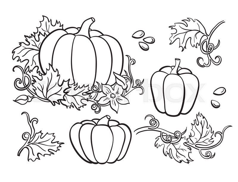 800x614 Pumpkin Vector Drawing Set. Isolated Outline Vegetable, Plant