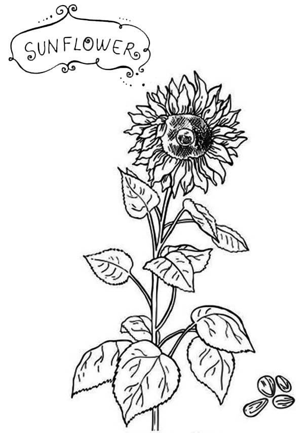 600x854 Sunflower Seeds Coloring Page