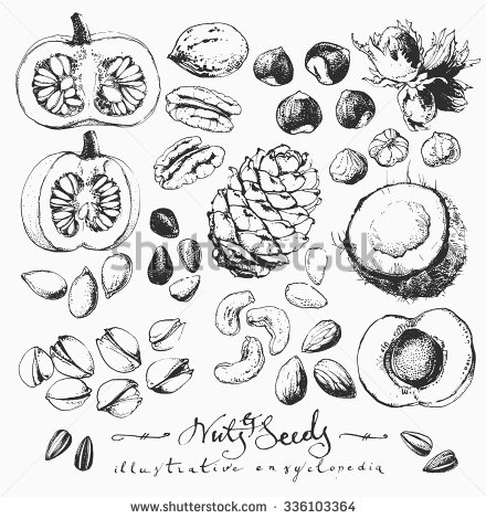 440x470 Stock Vector Vintage Ink Drawn Illustrations Of Nuts And Seeds