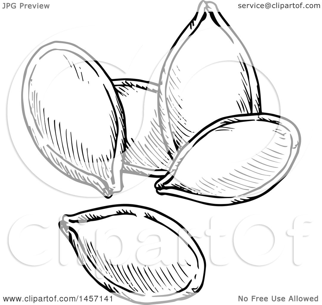1080x1024 Clipart Of Black And White Sketched Pumpkin Seeds