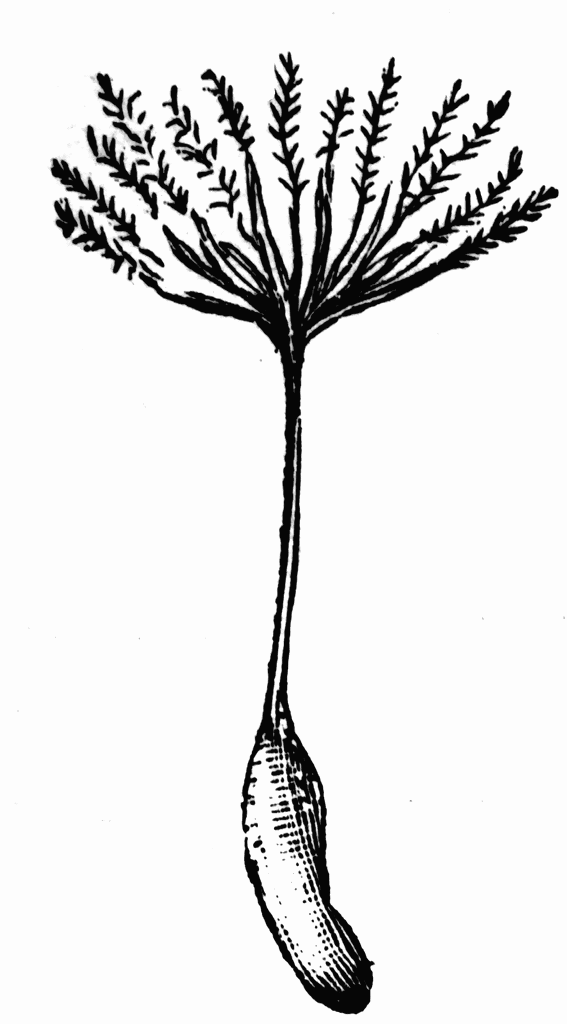 567x1024 Dandelion Seeds Clipart Etc