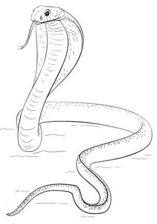 321x458 Pin By Leonardo On Dibujos Snake And Draw