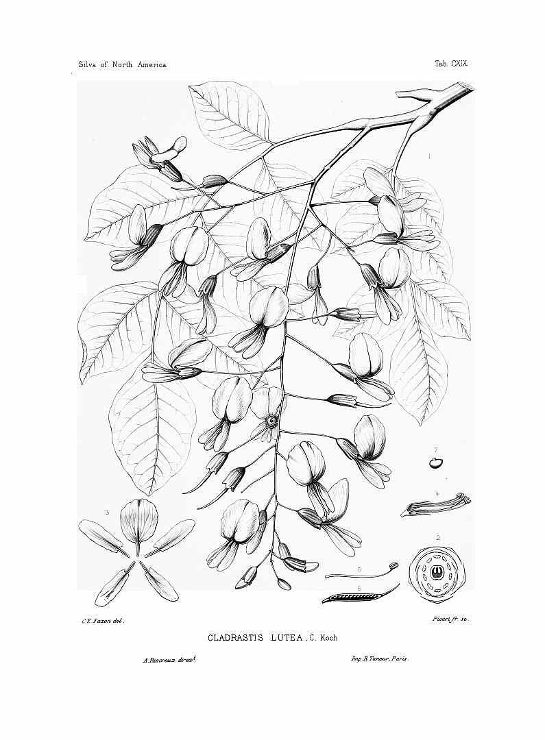 795x1080 Cladrastis Kentukea