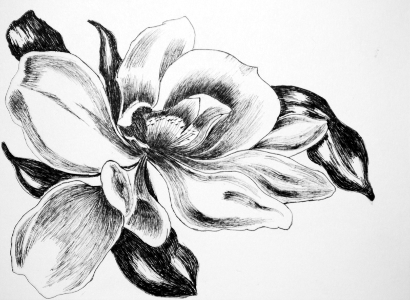 800x586 Step By Step Landscape Drawing My Pen And Ink Drawings