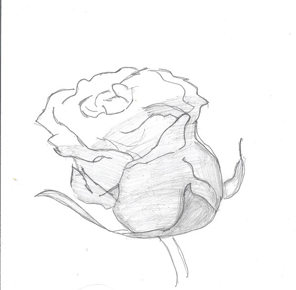 Shaded Rose Drawing at GetDrawings | Free download