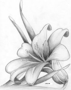 236x297 Pencil Illustration Day Lilly Lily.jpg Rose's Drawing Corner