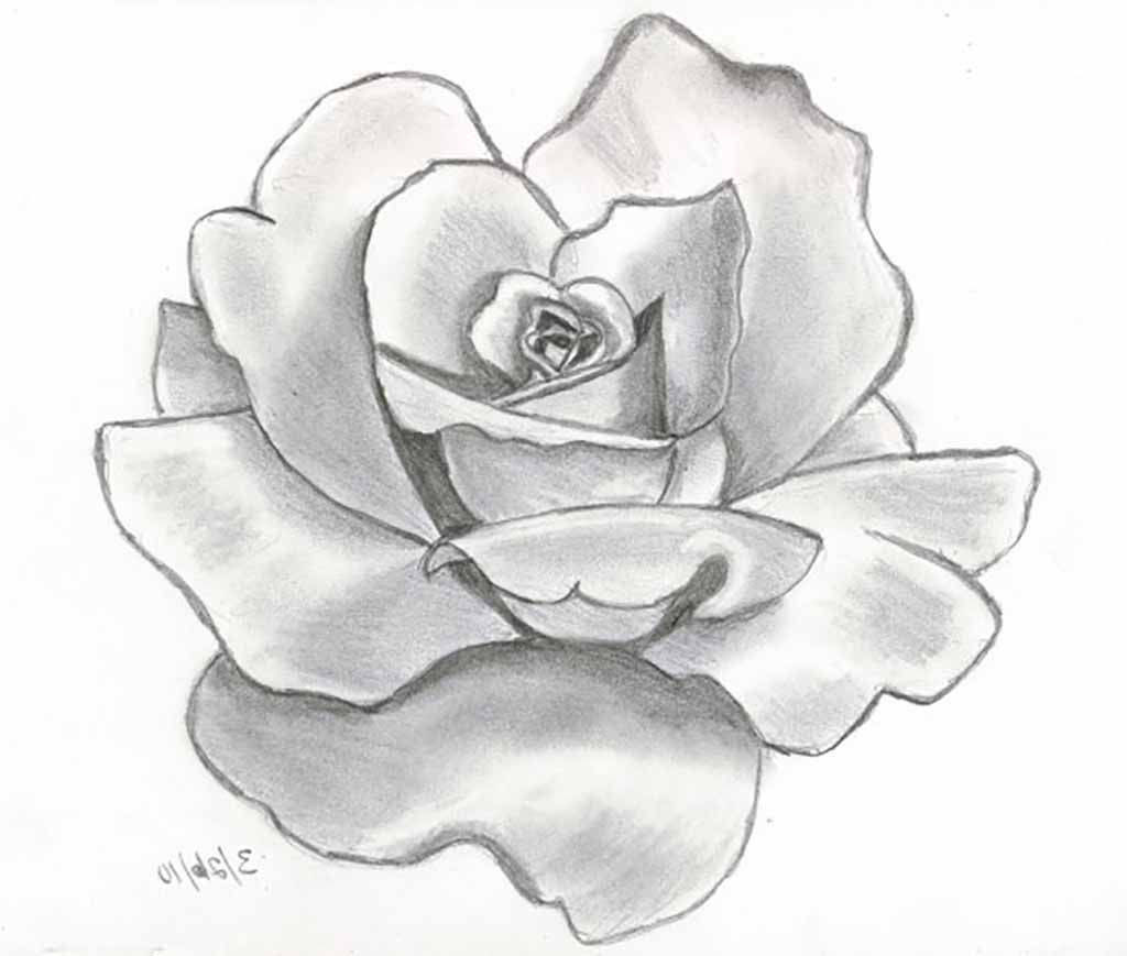 Shaded Rose Drawing at GetDrawings | Free download