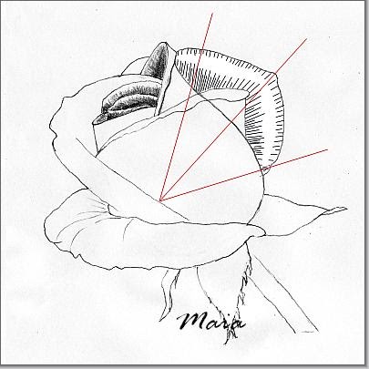 405x405 Shading The Rose