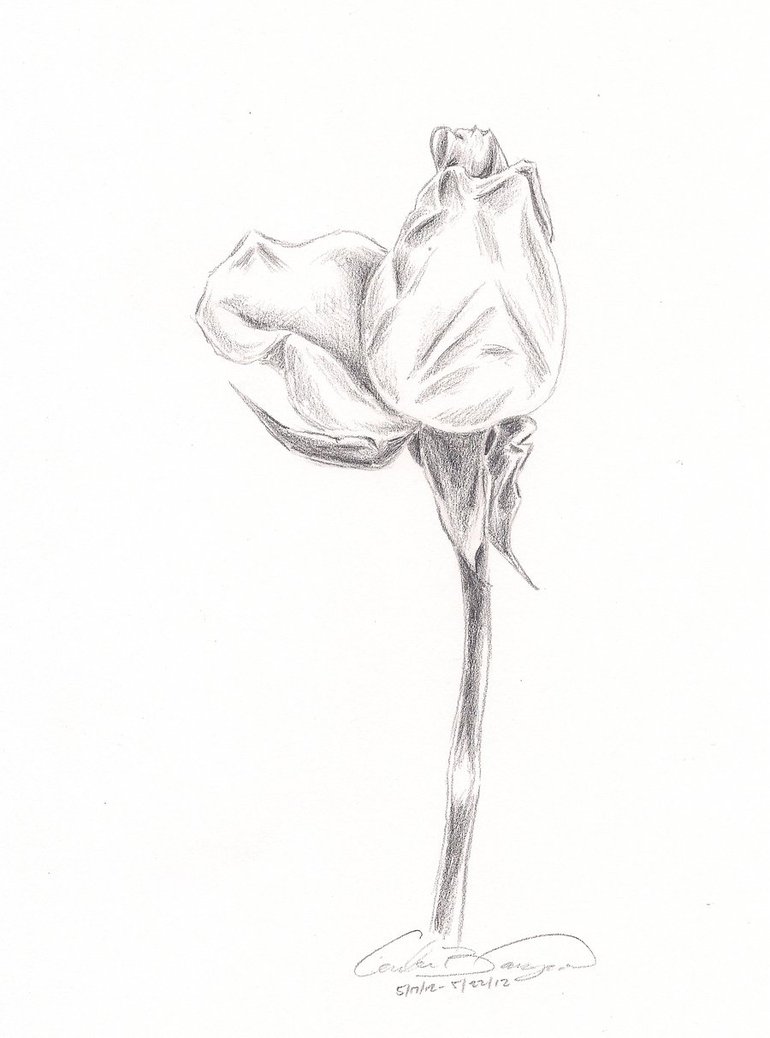 770x1038 Wip White Rose 3 Shaded By Amber Greggy